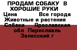 ПРОДАМ СОБАКУ  В ХОРОШИЕ РУКИ  › Цена ­ 4 000 - Все города Животные и растения » Собаки   . Ярославская обл.,Переславль-Залесский г.